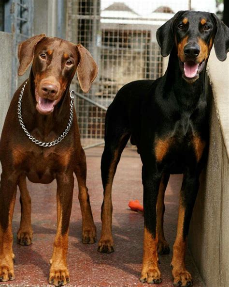 If your Doberman does not have the classic looks, it will typically look more like a hound dog, a mixed breed, or other dog breeds. . Doberman floppy ears
